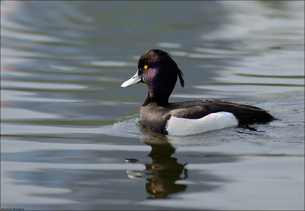 Tufted Duck