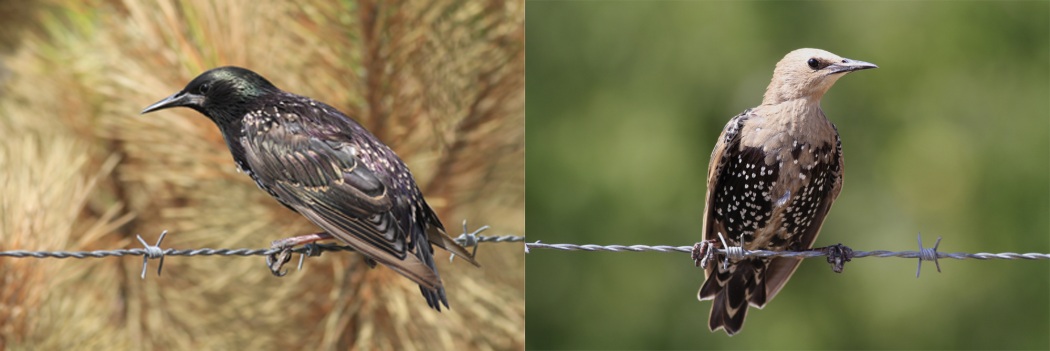 Common Starling