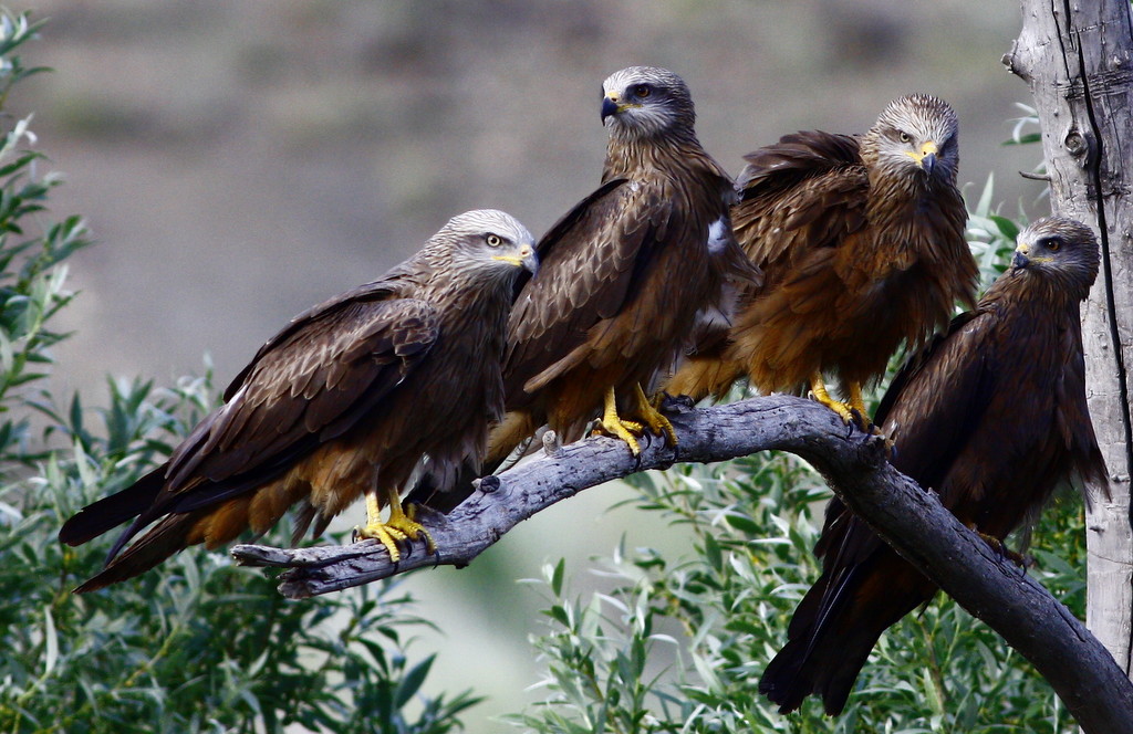 Black Kite