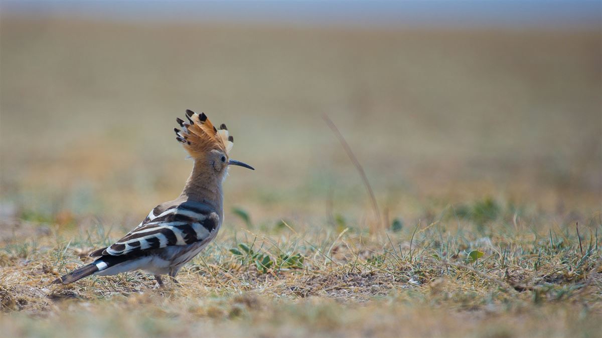 Common Hoopoe