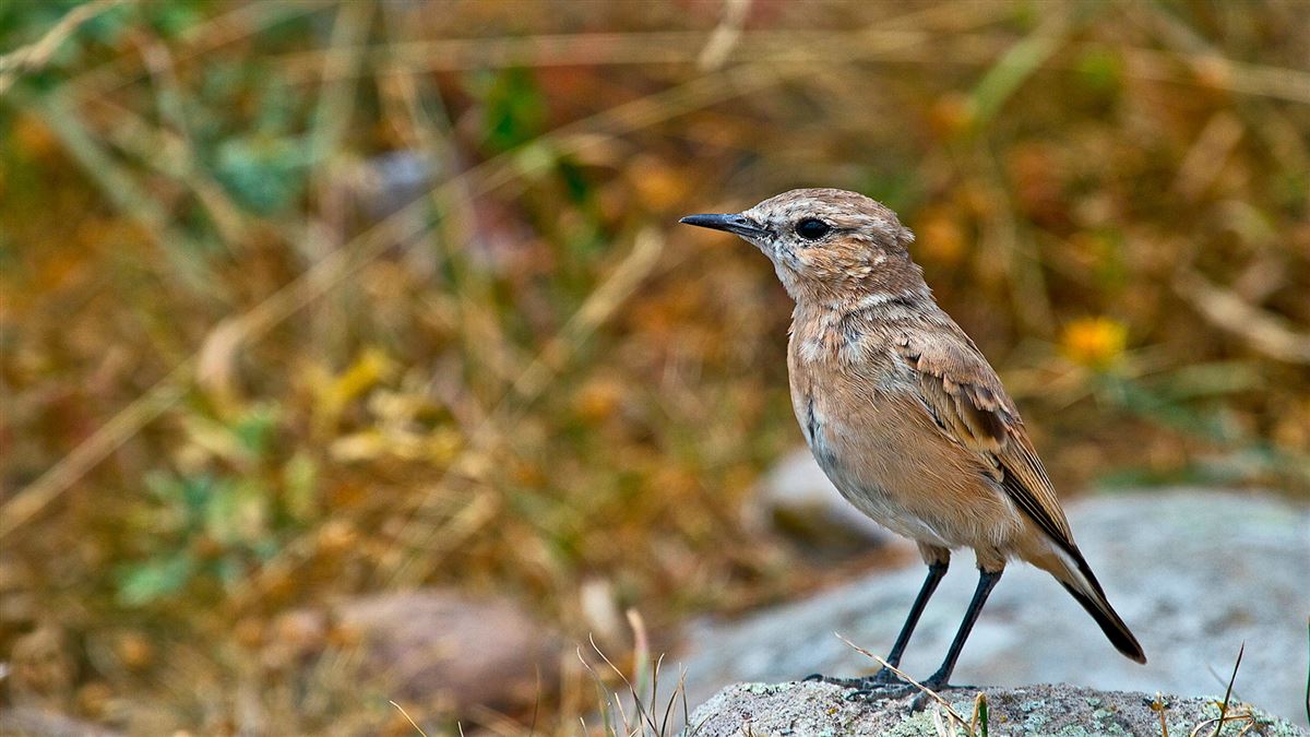 Northern Wheatear