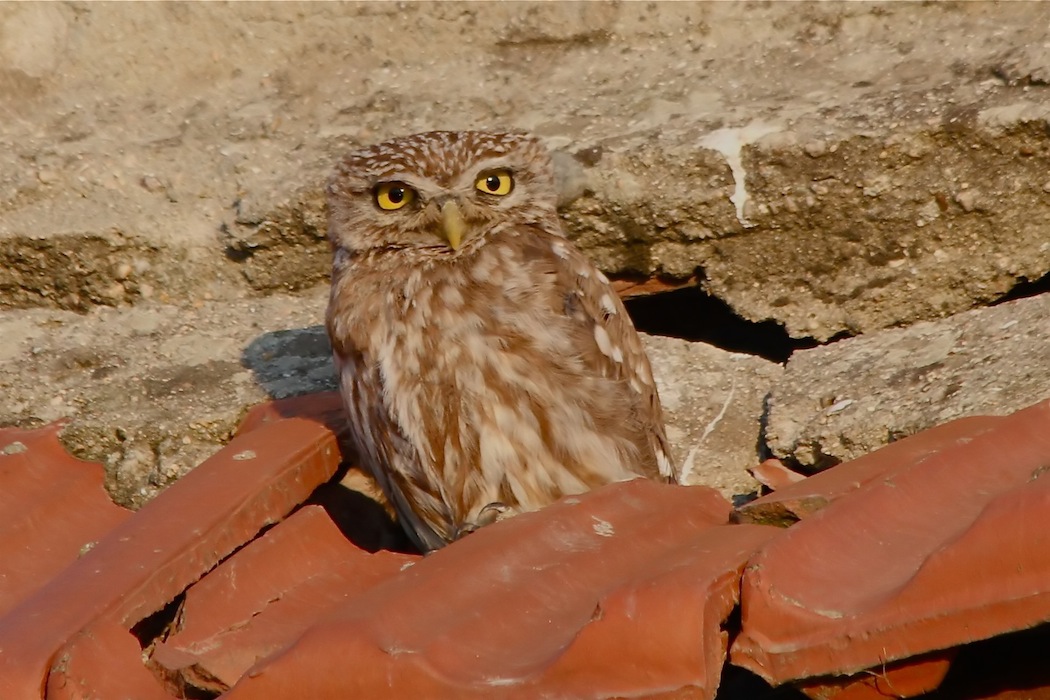 Little Owl