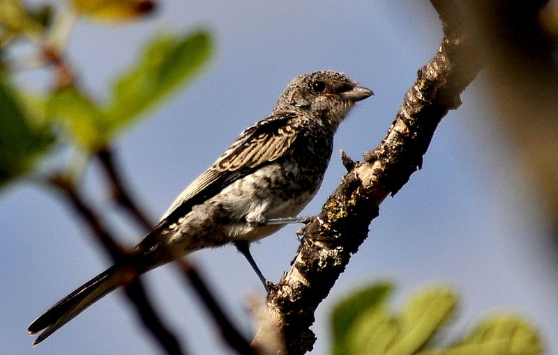 Masked Shrike