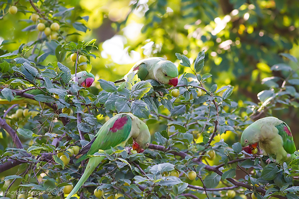 Alexandrine Parakeet