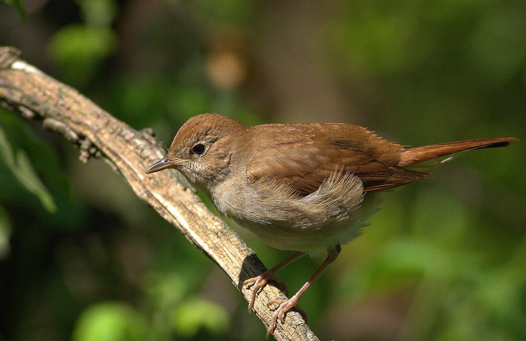 Common Nightingale