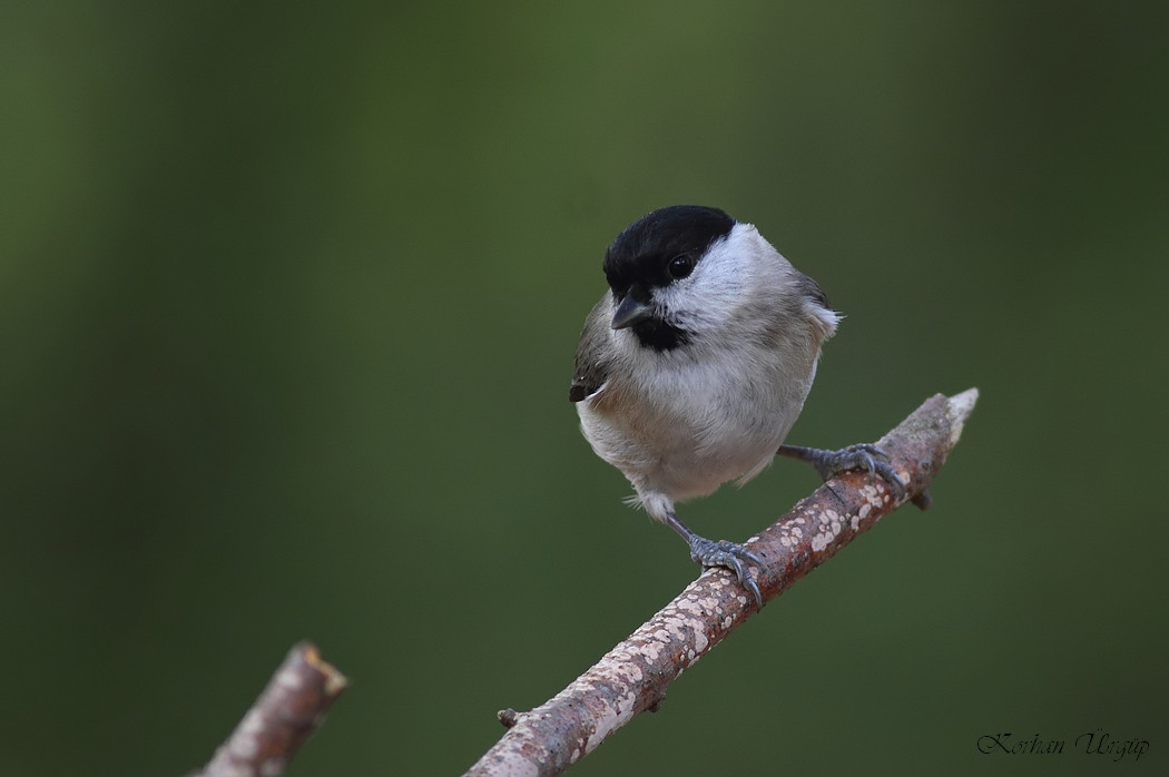 Marsh Tit