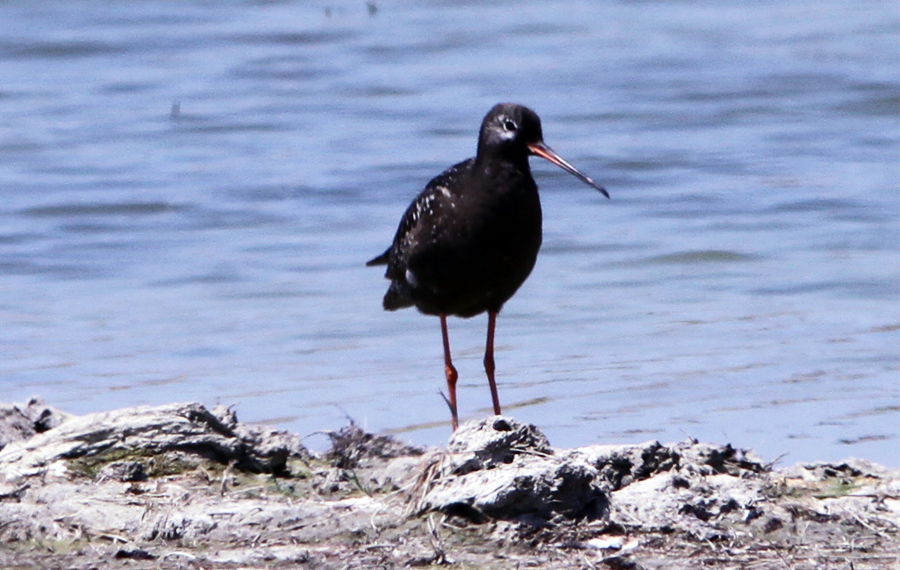 Spotted Redshank