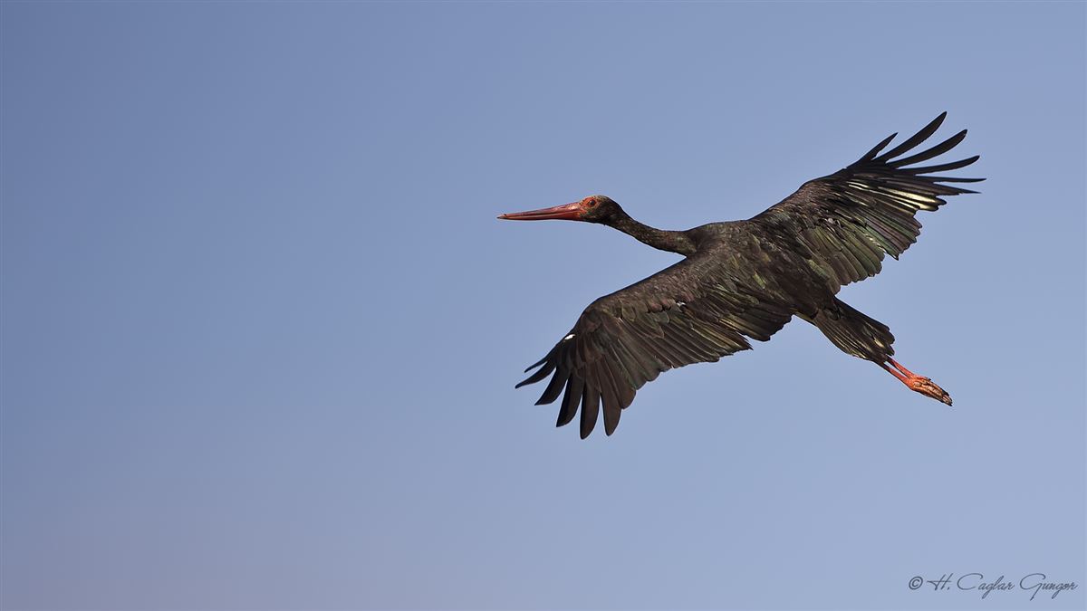 Black Stork