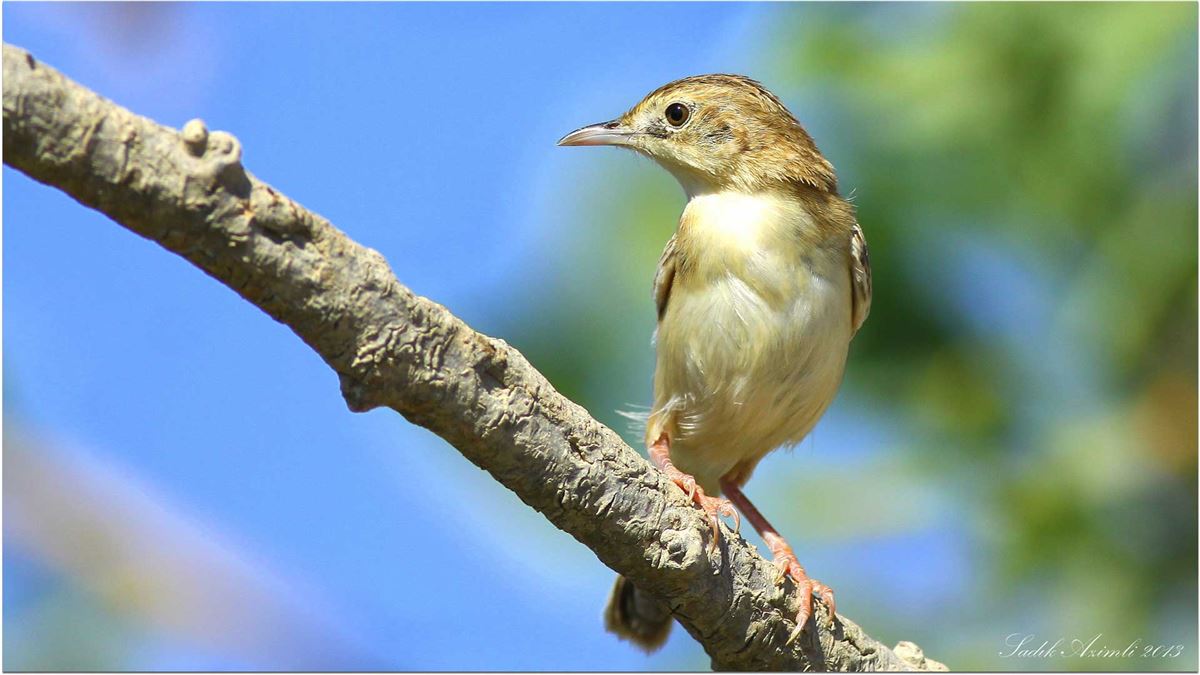 Zitting Cisticola