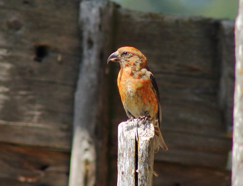 Red Crossbill