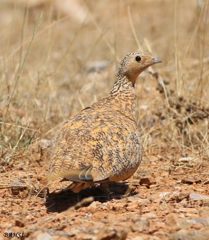 Black-bellied Sandgrouse
