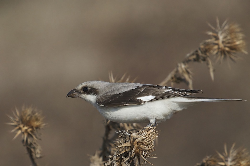 Lesser Grey Shrike