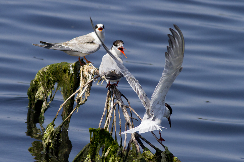 Common Tern