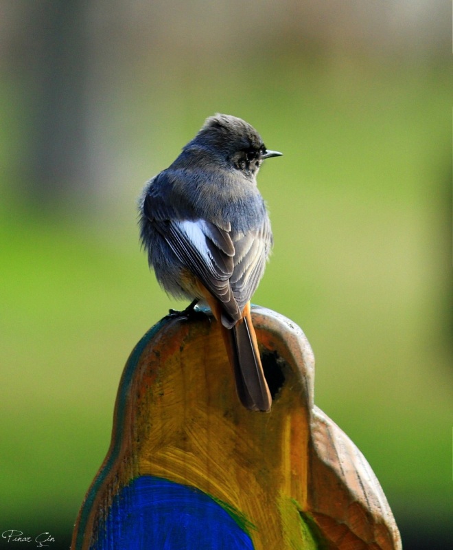 Black Redstart