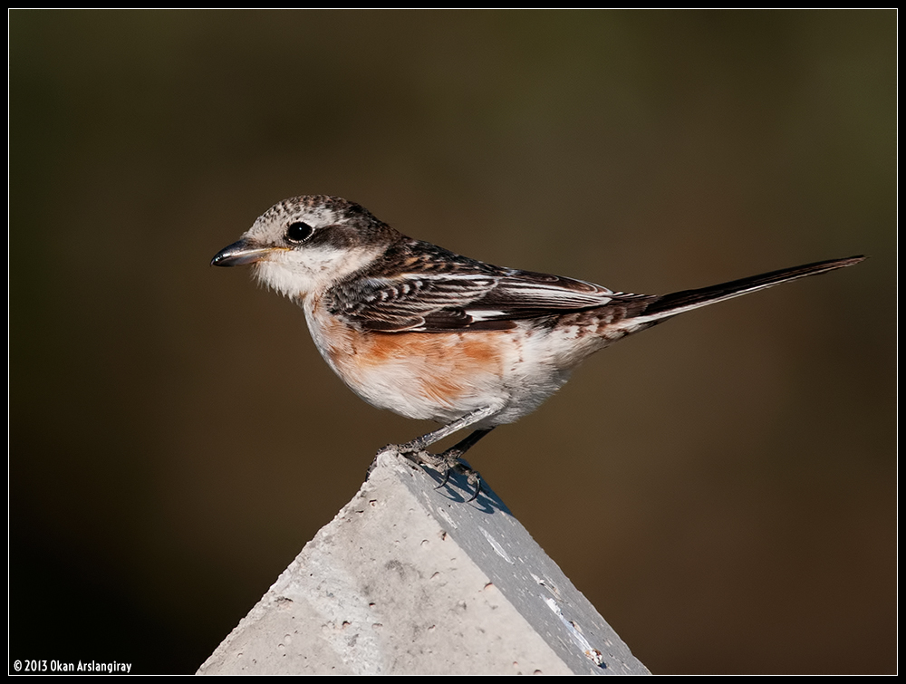 Masked Shrike
