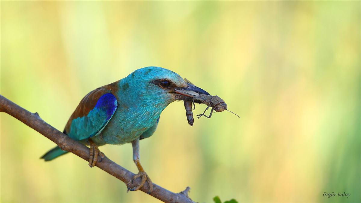 European Roller