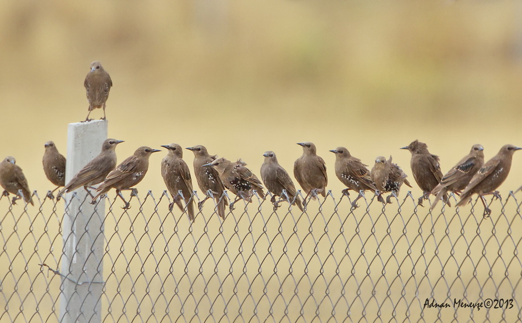 Common Starling