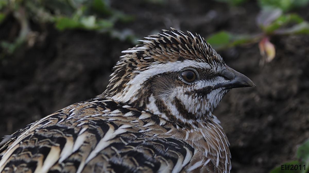 Common Quail