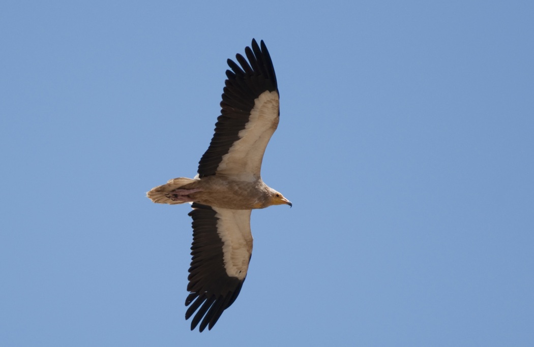 Egyptian Vulture