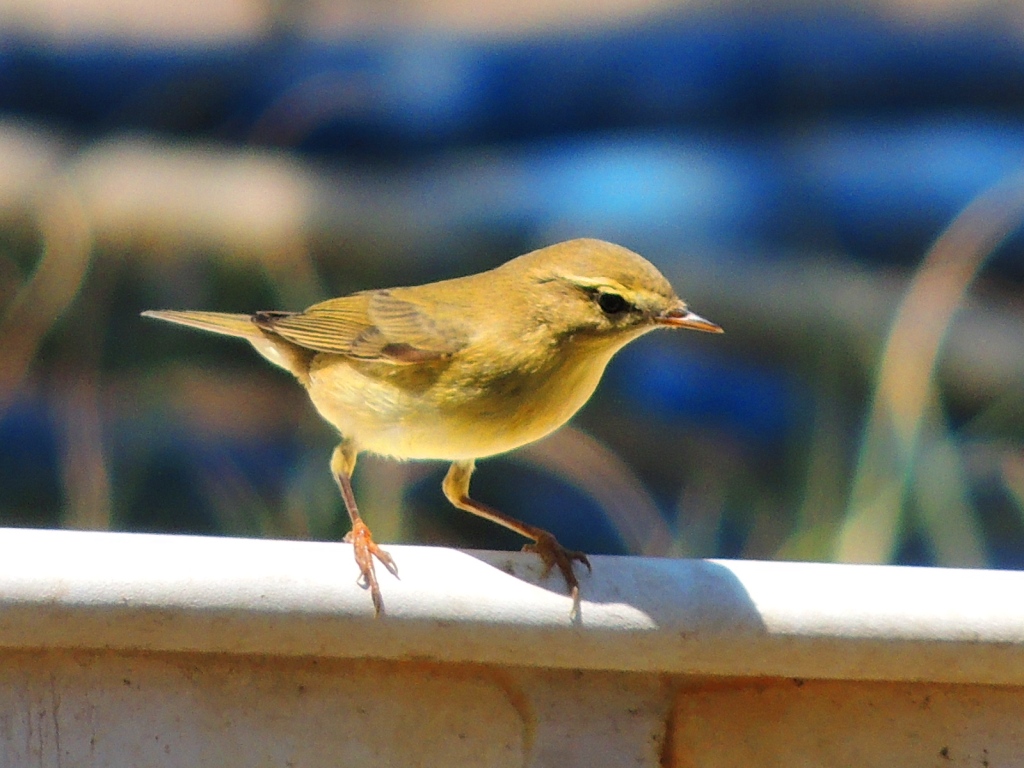 Willow Warbler