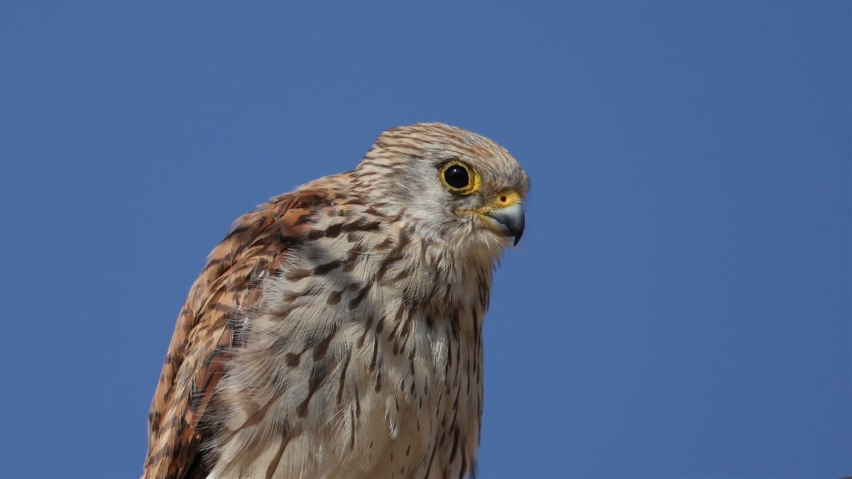 Common Kestrel