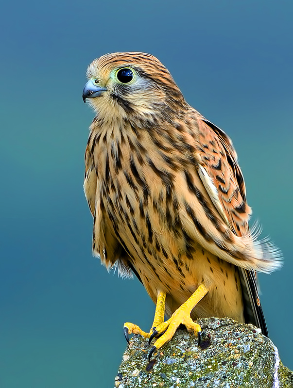 Common Kestrel