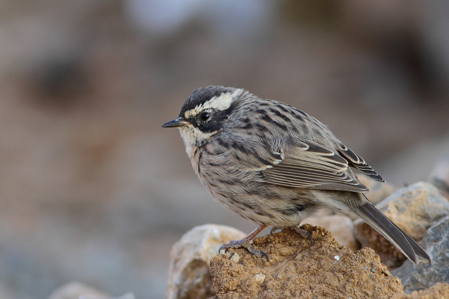 Radde`s Accentor
