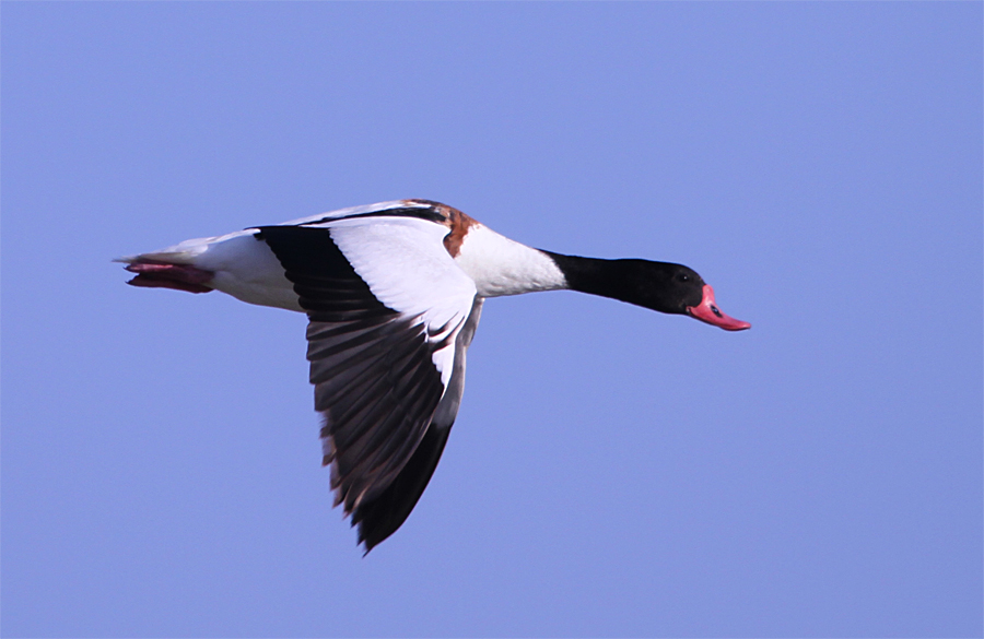 Common Shelduck