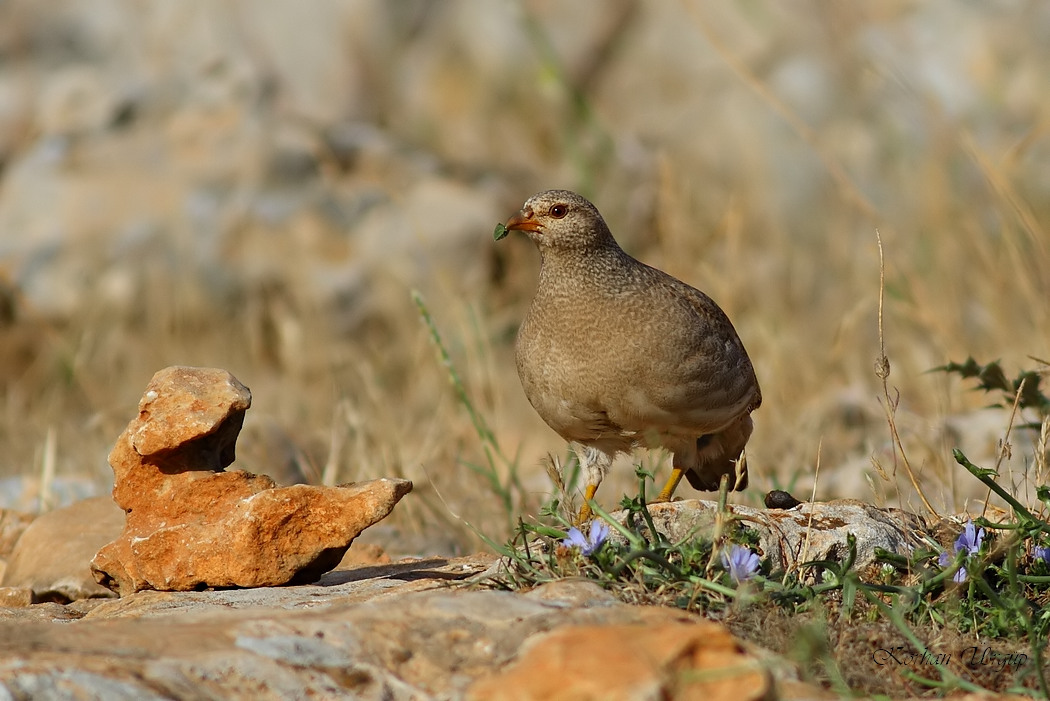 See-see Partridge