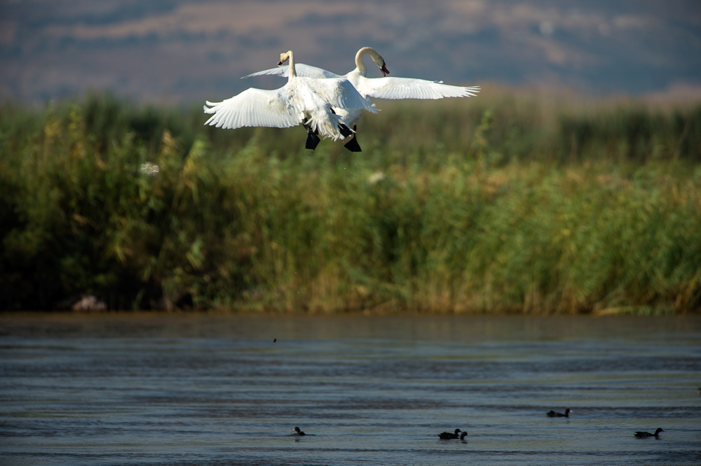 Mute Swan