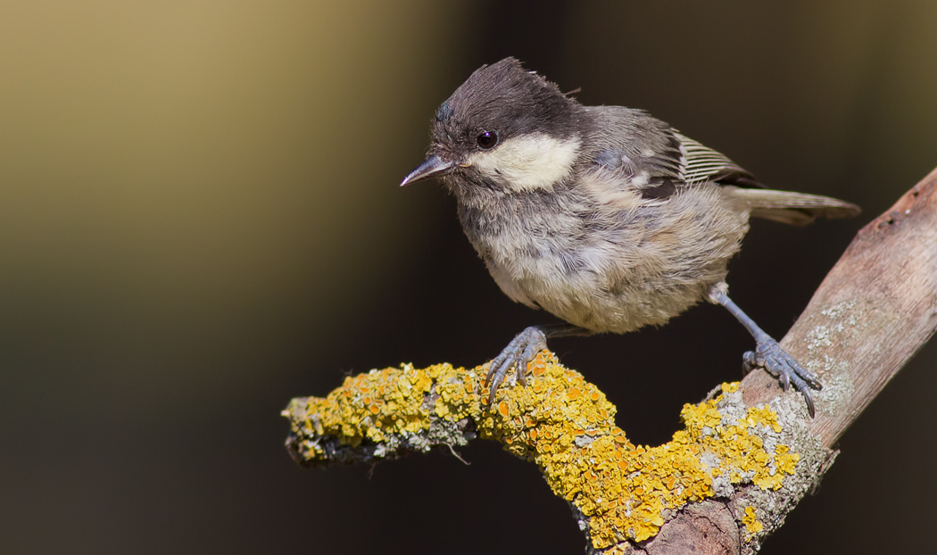 Coal Tit