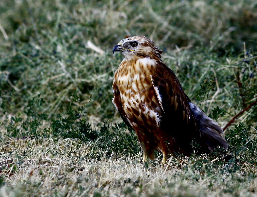 Common Buzzard
