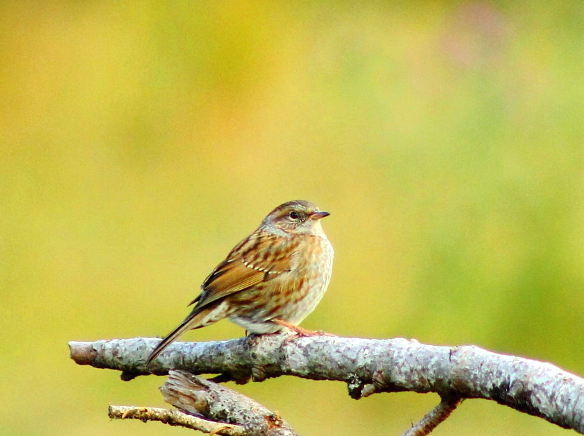 Dunnock