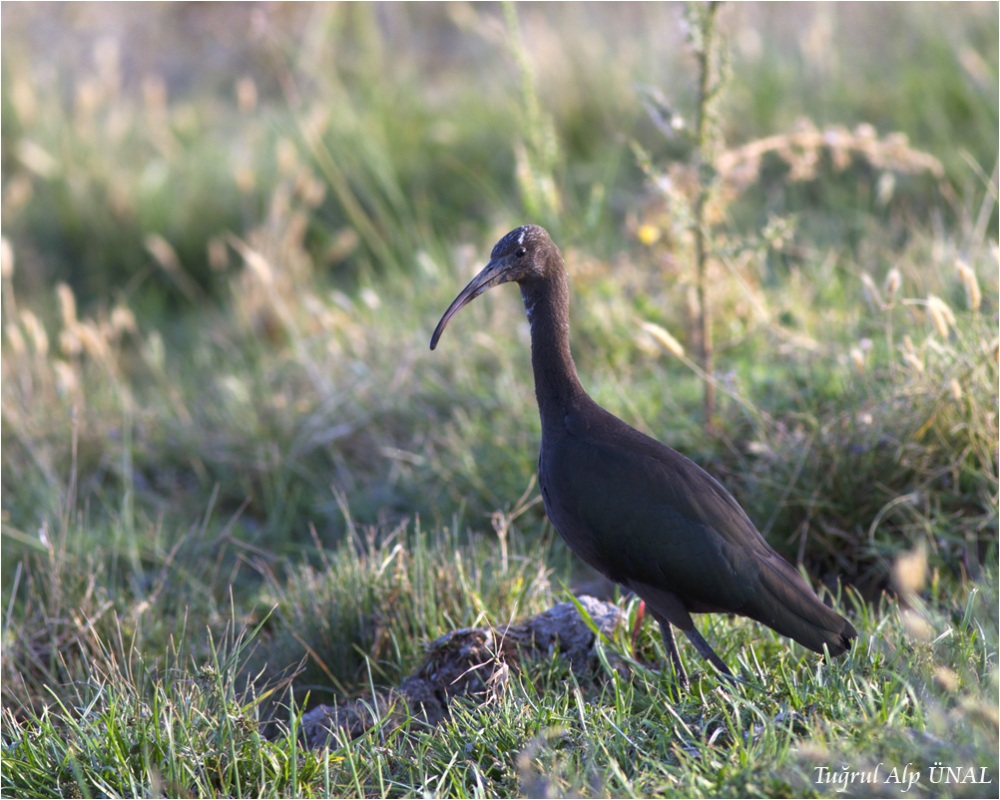 Glossy Ibis