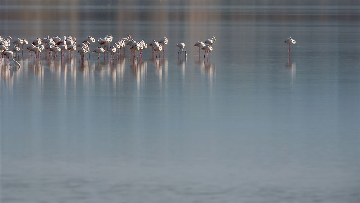 Flamingo