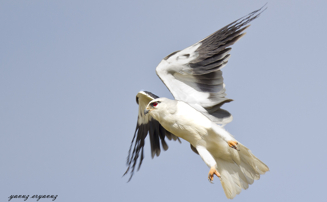 Black-winged Kite