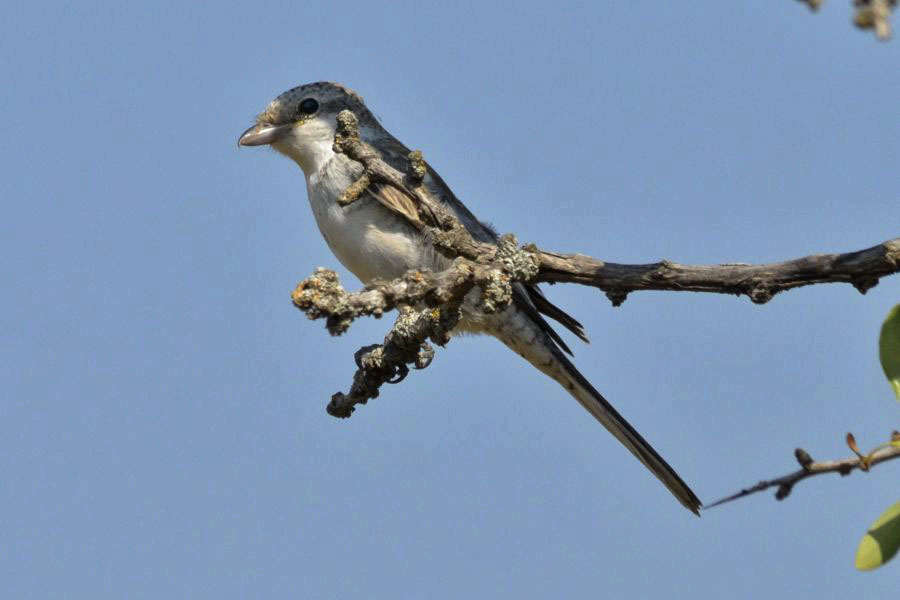 Masked Shrike