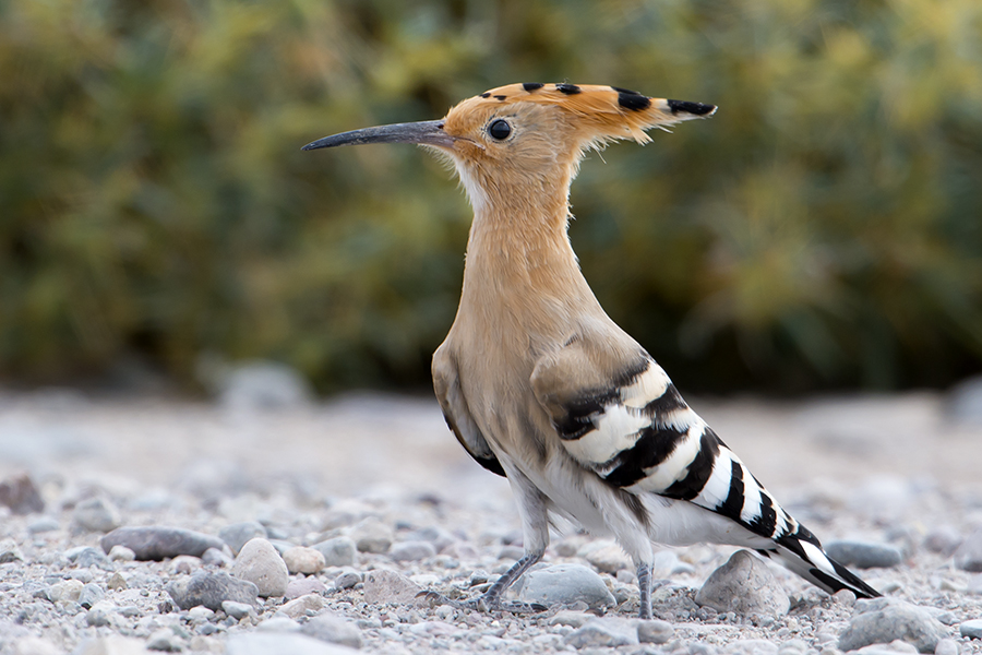 Common Hoopoe