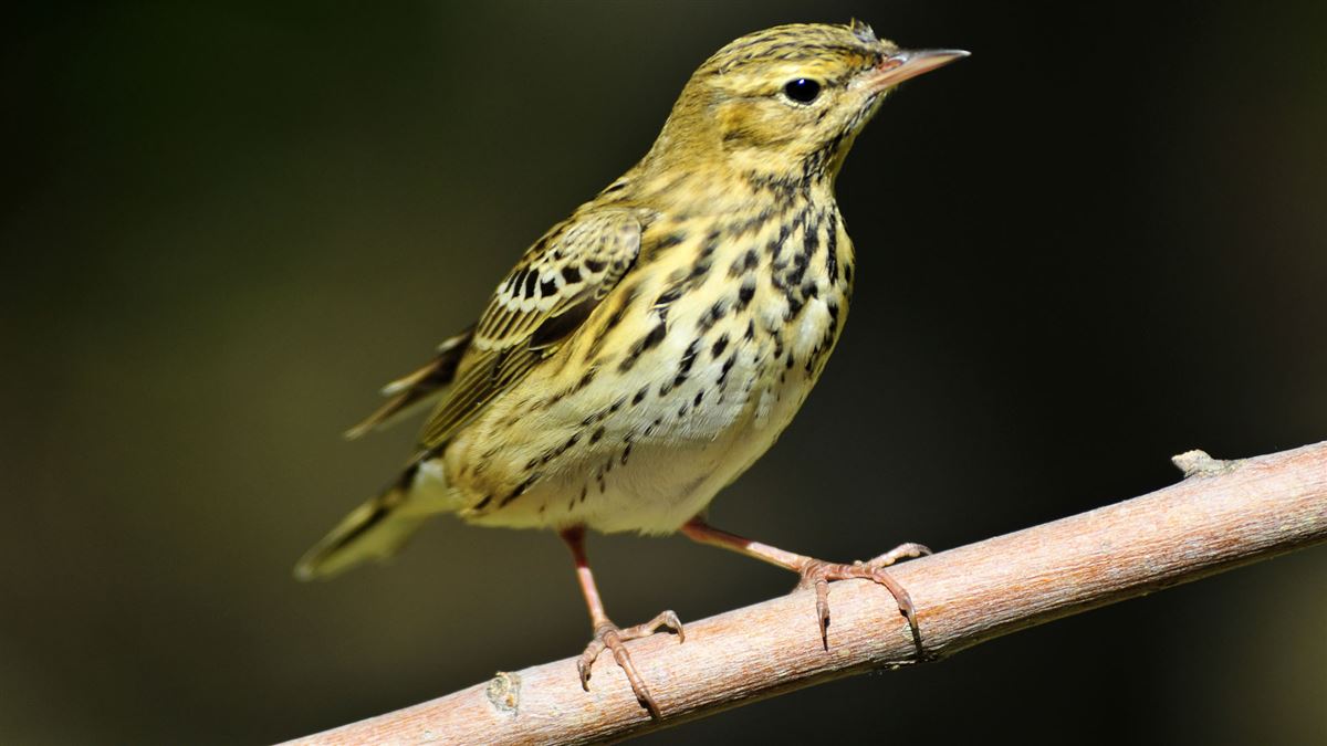 Tree Pipit