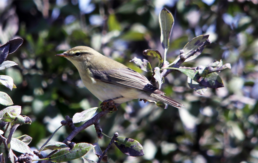 Willow Warbler