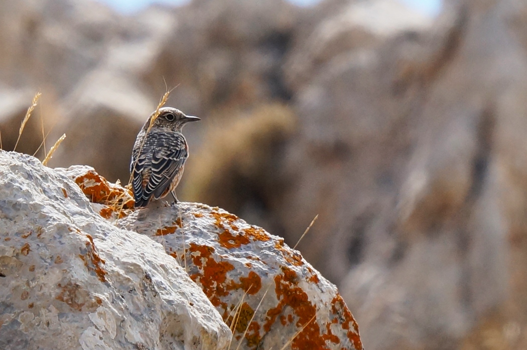Common Rock Thrush