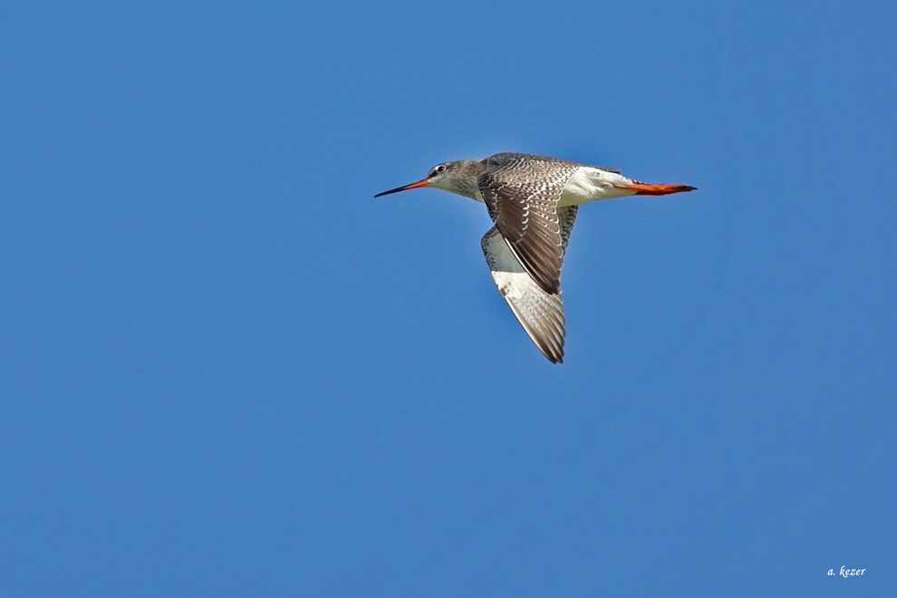Spotted Redshank