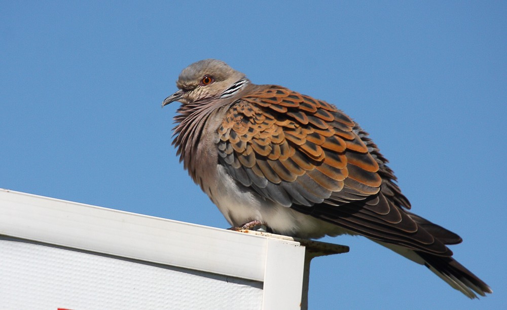 European Turtle Dove
