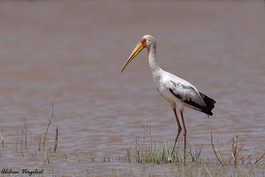 Yellow-billed Stork