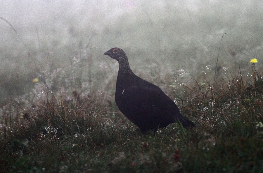 Caucasian Grouse