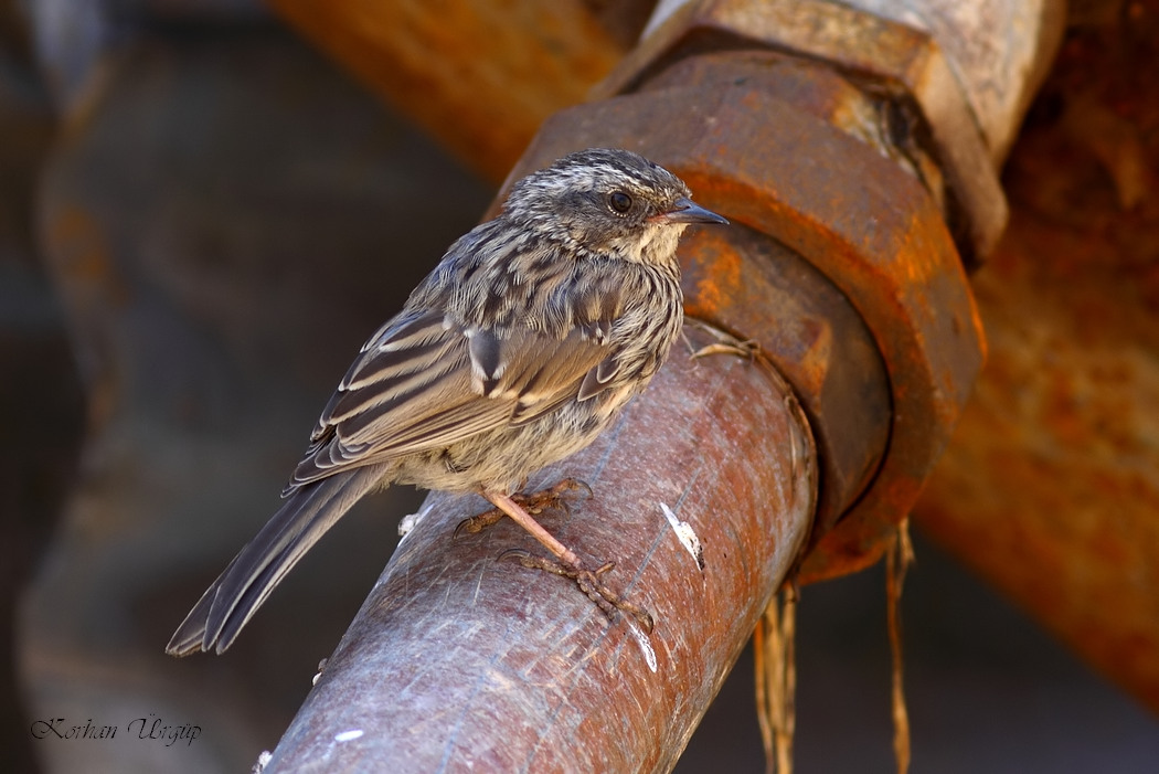 Radde`s Accentor