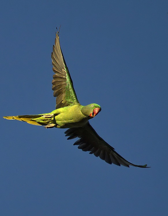 Rose-ringed Parakeet