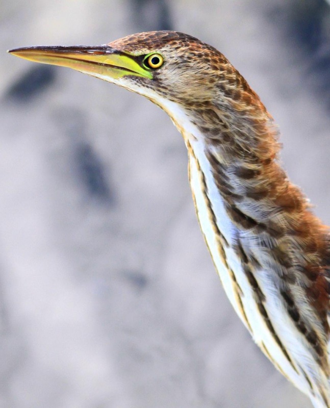 Little Bittern
