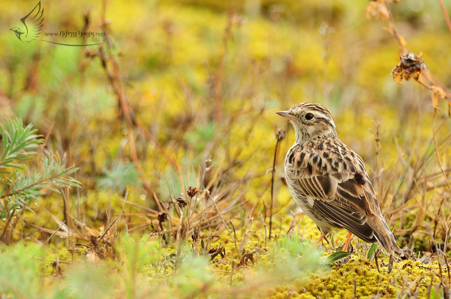 Woodlark