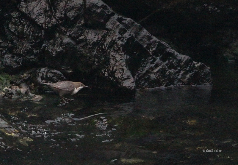 White-throated Dipper